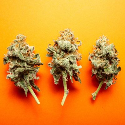 fast flowering strains
