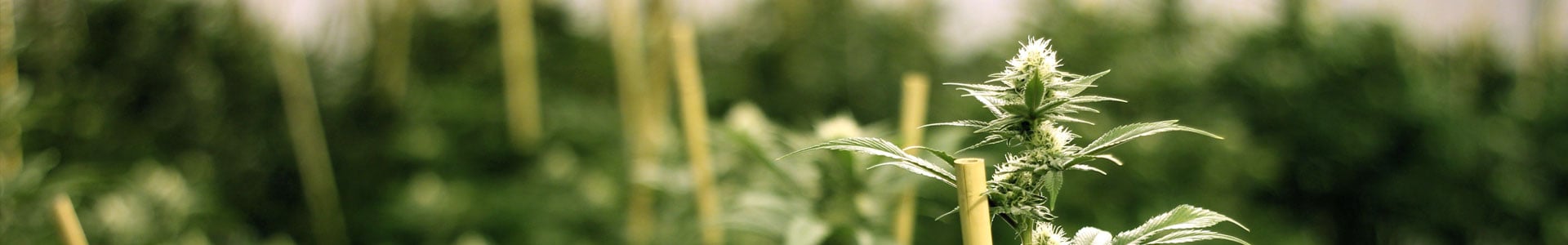about growers choice cannabis shop California seeds cannabis seeds provider about growers choice cannabis shop California seeds cannabis seeds provider
