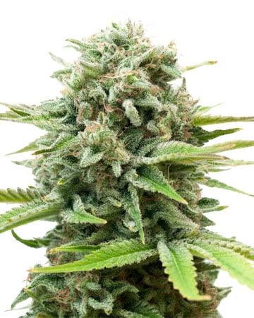 Buy AK Auto Seeds
