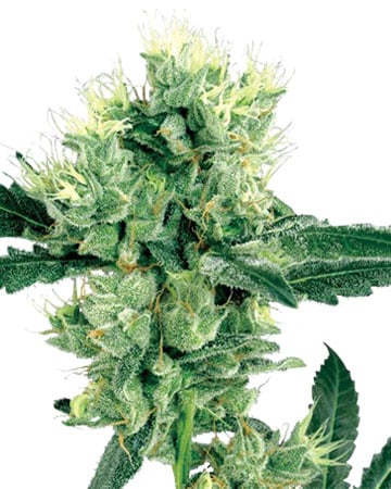 Buy Afghan Auto