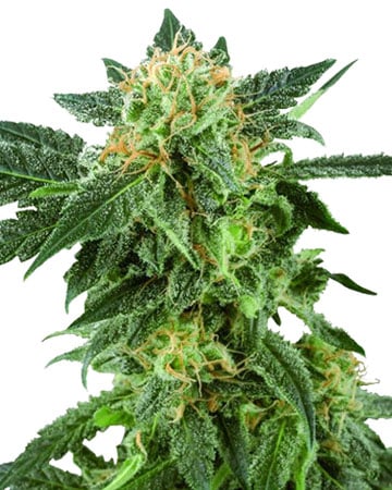 Buy-premium-seeds-American-Haze-top-3-new-york-cannabis-strain Buy-premium-seeds-American-Haze-top-3-new-york-cannabis-strain