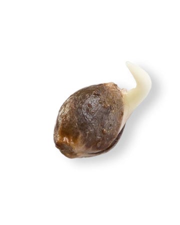 Buy-CBD-Moby-Dick-Medical-Feminized-Cannabis-Seeds