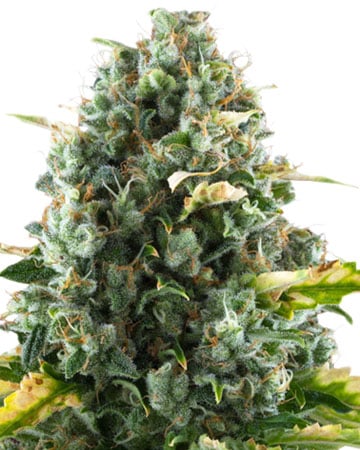 Buy CBD Moby Dick