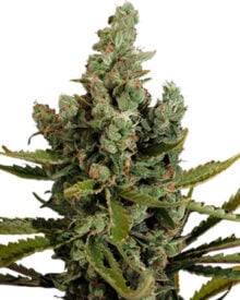 Buy Cheese autoflower cannabis seeds for sale