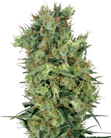Buy Diesel Seeds