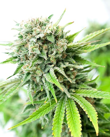 Buy AK Auto Seeds