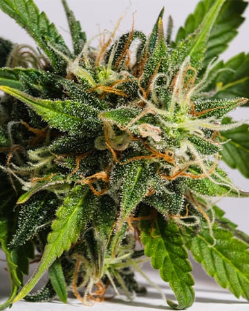 Buy American Haze