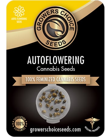 Buy AK Auto Seeds