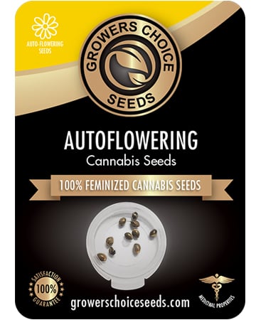 Buy Blueberry Auto