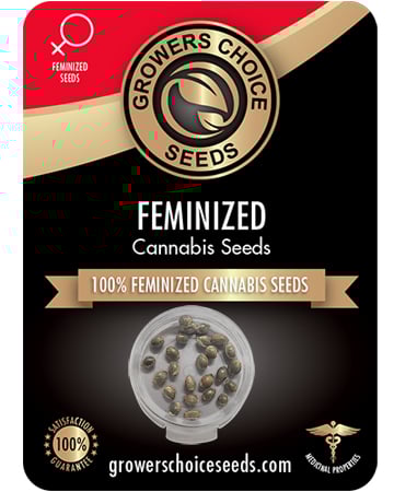 Buy Diesel Seeds