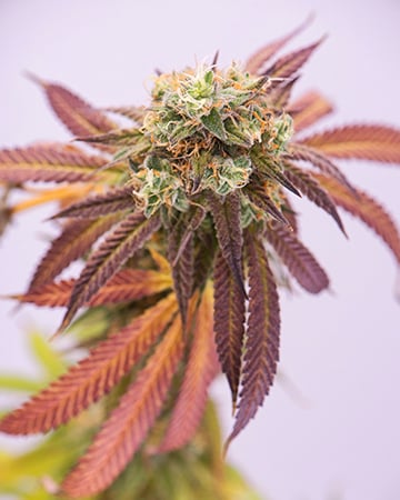 Buy Blueberry Auto