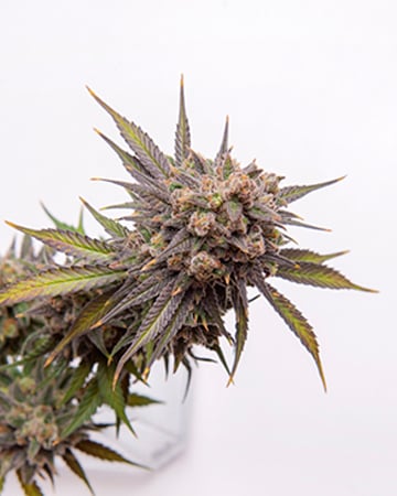 Buy Critical Purple Auto