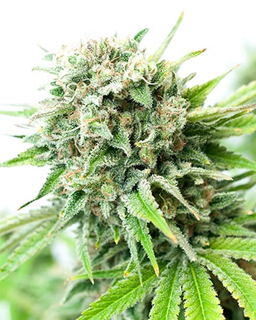 Buy Diesel Seeds