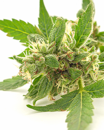 Buy Northern Lights Autoflower