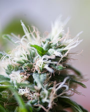 Buy Tangerine Dream Auto