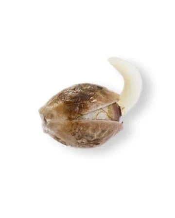 Jack Herer Seed