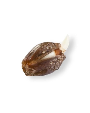 Buy-Mazar-Feminized-Cannabis-Seeds