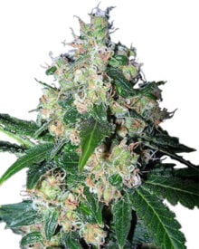 Buy Mazar Feminized Cannabis Seeds