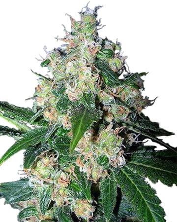Buy Mazar Seeds