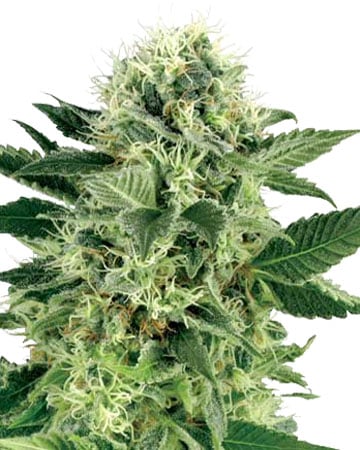 Buy Northern Lights Autoflowering Cannabis seeds