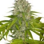 OG Kush