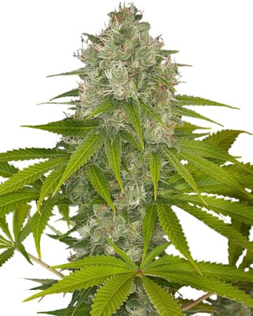 Buy OG Kush