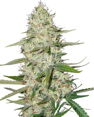 Buy Power Plant