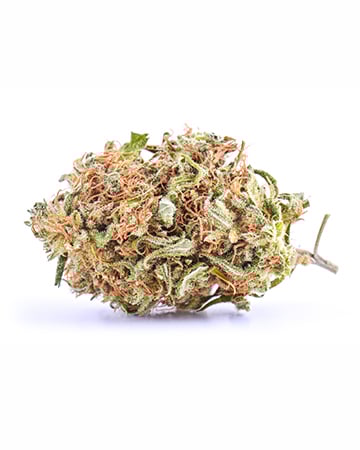 Buy Diesel Seeds