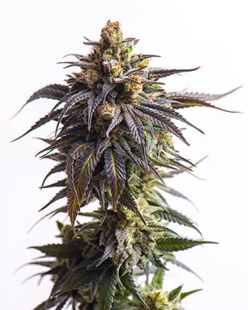 Buy Critical Purple Auto