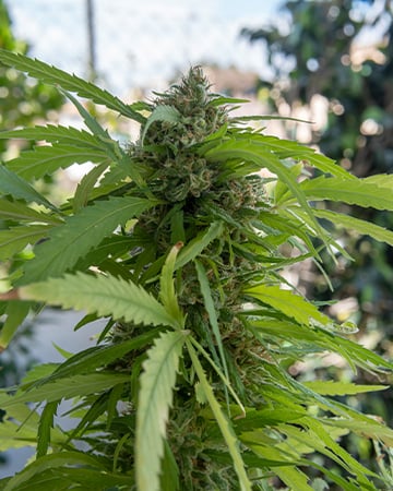 Buy Northern Lights Autoflower