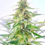 Tangerine Dream Auto