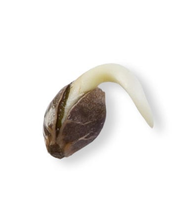 Single Blueberry Cbd seed