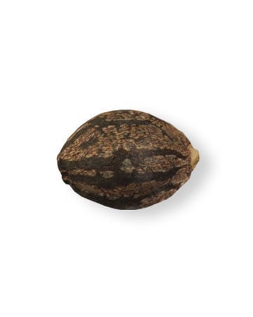 Single Cheese Autoflower Seed