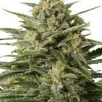 White Widow Seeds