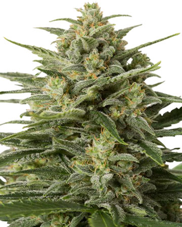 Buy White Widow Seeds
