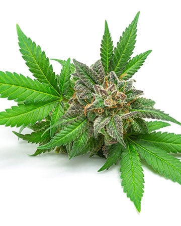 Buy Afghan Auto