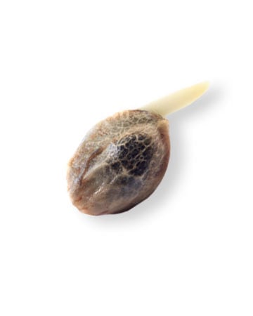 buy Northern Lights Autoflower Strain Seed
