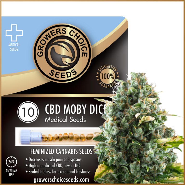 Superior-Quality CBD Moby Dick Cannabis Seeds