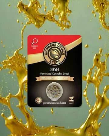 seeds for Diesel strain marijuana