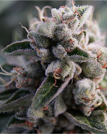 Buy OG Kush