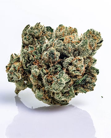 Buy Great White Shark