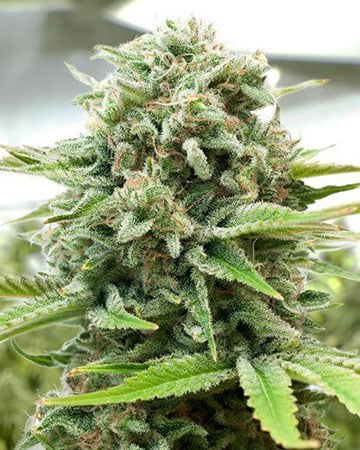 Buy CBD Moby Dick
