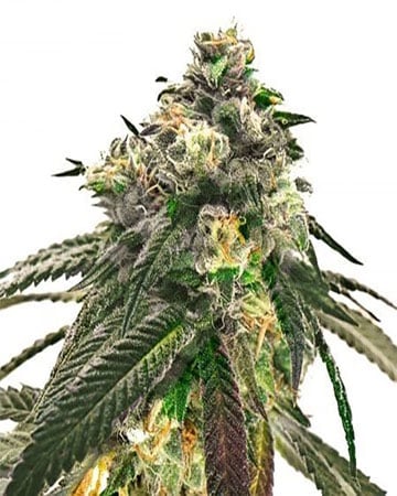Buy CBD Critical Mass