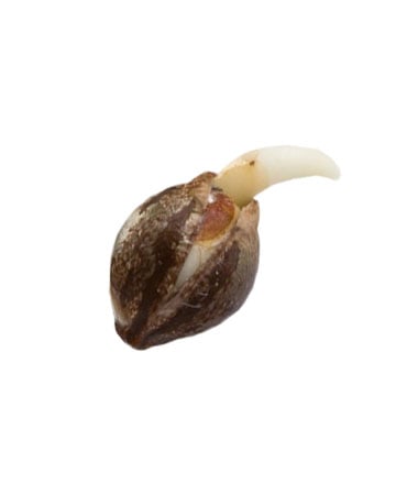 Buy-CBD-Critical-Mass-Medical-Feminized-Cannabis-Seeds