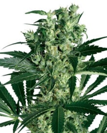critical mass seeds growing in a cannabis farm