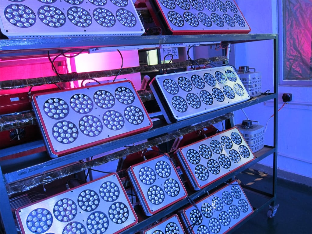 cannabis seeds for sale online