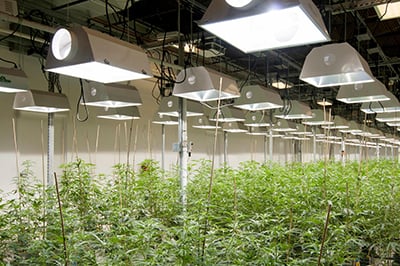 get cannabis seeds delivered
