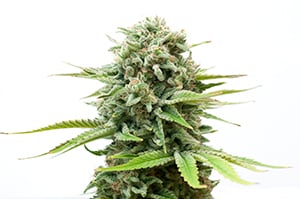 cannabis seeds delivery online