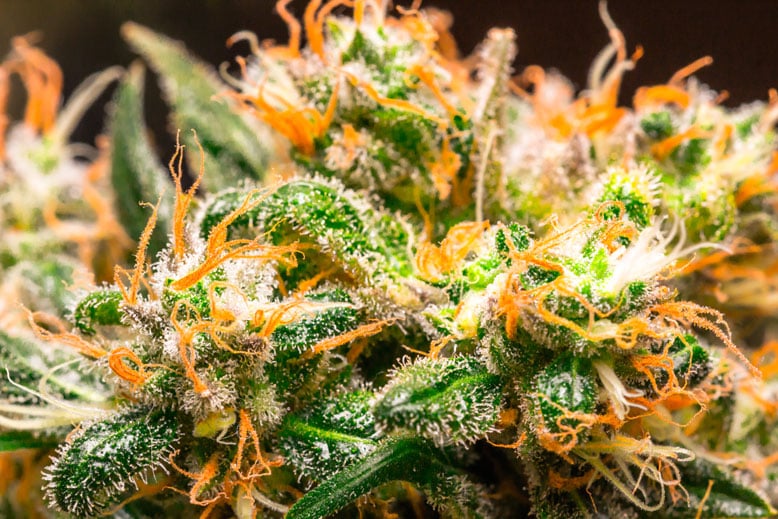 Cannabis late flowering stage