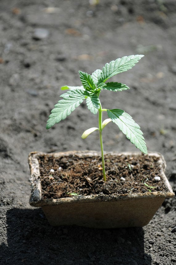 white widow cannabis sprout